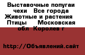 Выставочные попугаи чехи - Все города Животные и растения » Птицы   . Московская обл.,Королев г.